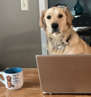 Moose, The Therapy Dog